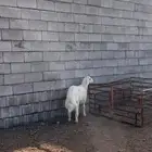 طلي ذبيحه