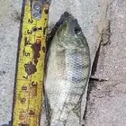 fishes