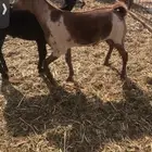 تبوس محايليه جنوبية