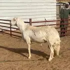 ثني مشروط فاخر وصنف الصنف