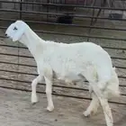 ضان دافع مع ولدها مشروع فحل