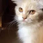 انثى لتبني ورعايتها