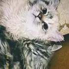 قطط للتبني