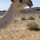قعودين وبكرتين