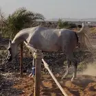 فرس واهو مكس حفيدة إليهاندرو وكرونيك