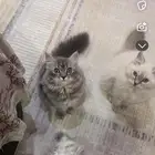 قطه شيرازي وهملايا عمر 4شهور