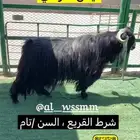 تيس عارضي   شرط القريع