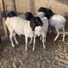 برابر للبيع