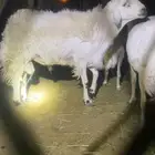 خرف فحل فاخر