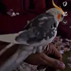 كروان متكلم مفقود