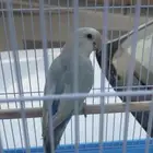 روز اليف