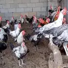 ديوك للبيع
