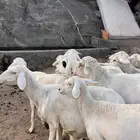 ضان شعره قصيره بفحلها عدد 13