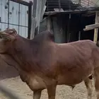 ربع حسيل آخر حلاوة