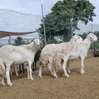 فحول حرية صنف