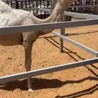 قعود فحل
