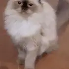 قطوه
