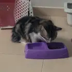 تبني قطة