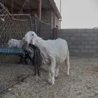 مشروع فحل نجدي ( عيسي )