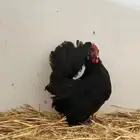 تم البيع