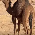حاشي فوق 5شهور