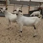 عنز بيشيه كحلا فاخره