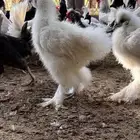 دجاج قطني بشاير