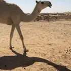 بكار ثلاث جذعه ولقيه وضح وحقه صفرا