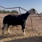 مشروع فحل نجدي صنف
