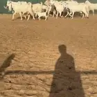 تم البيع. معزا مصريات