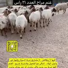 غنم مراح