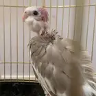فرخ كروان هولندي