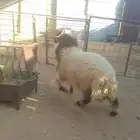 خروف نعيمي طيب ماشاءالله