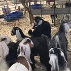 للبيع تيوس عوارض بلدي
