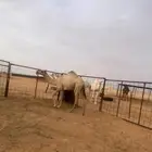 بكره مفروده شقحا عضمها طو