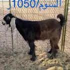 جفرات طيبة للبيع