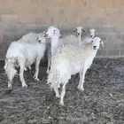 غنم طيبه العدد 6 مع الفحول ودفيع