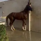 للبيع حصان شعبي شيخ محجل الاربع