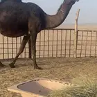 لقحه مجهم