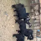 معزا عوارض