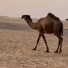 بكره صفراء