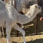 قعود مفرود كفو