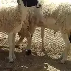 فرصة اخرى مشاريع فحول صردية