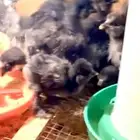 فروخ قطني امريكي ( Balck ) اسود نوادر