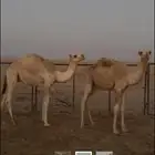 حشو العمر. من 4 شهور وا فوق