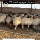 غنم نعيم فاخره