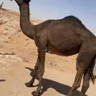 بكره مفروده سالمة العذاريب وعلى جميع الشروط الخرج الريحان