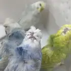 للبيع زوجين هوغو جري ونق اعمارهم 7-6 شهور