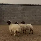 رخال للبيع