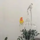 طيور روز طلعو من البلكونه